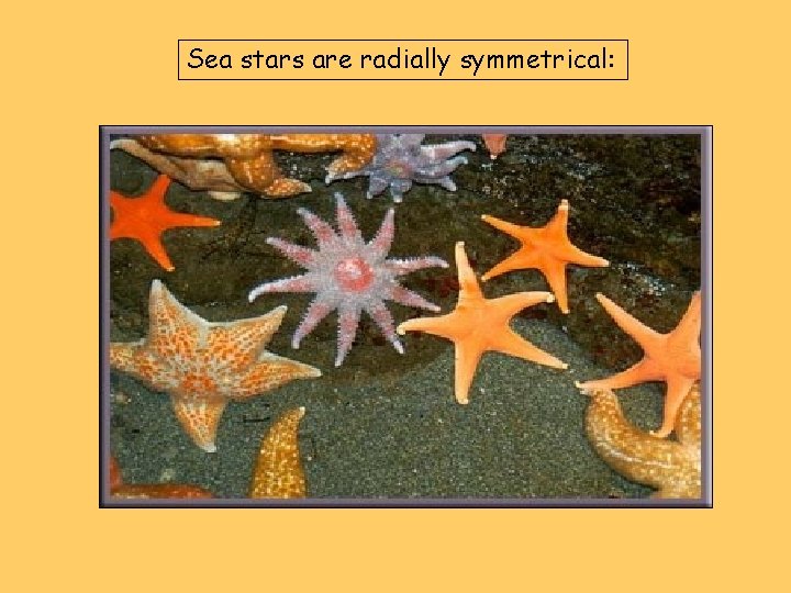 Sea stars are radially symmetrical: 