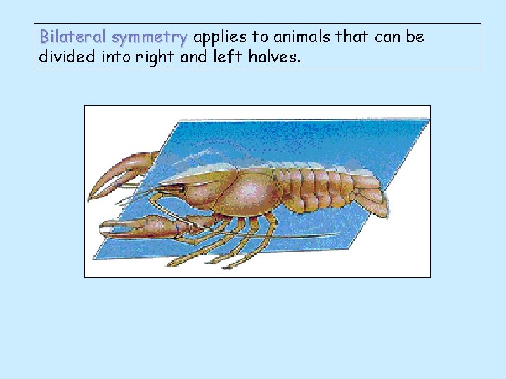 Bilateral symmetry applies to animals that can be divided into right and left halves.