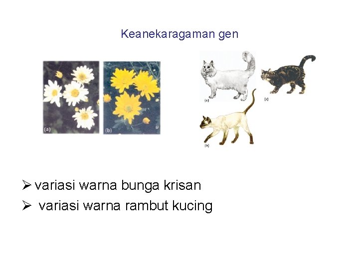 Keanekaragaman gen Ø variasi warna bunga krisan Ø variasi warna rambut kucing 