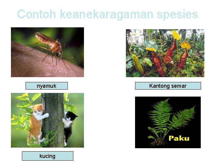 Contoh keanekaragaman spesies nyamuk kucing Kantong semar 