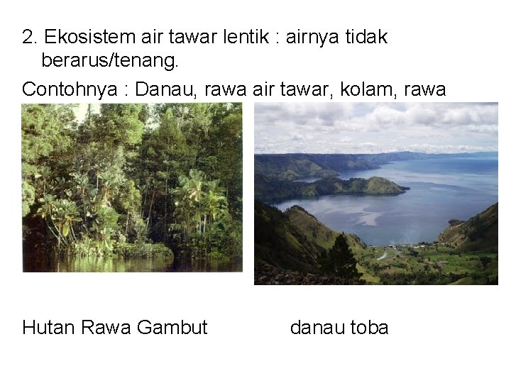 2. Ekosistem air tawar lentik : airnya tidak berarus/tenang. Contohnya : Danau, rawa air