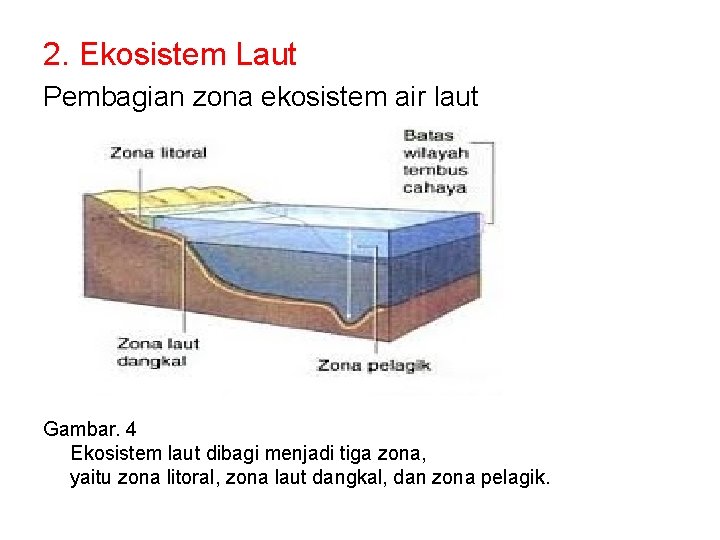 2. Ekosistem Laut Pembagian zona ekosistem air laut Gambar. 4 Ekosistem laut dibagi menjadi