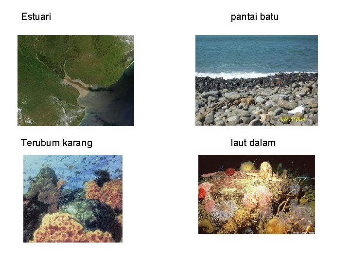 Estuari pantai batu Terubum karang laut dalam 