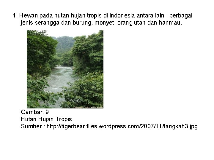 1. Hewan pada hutan hujan tropis di indonesia antara lain : berbagai jenis serangga