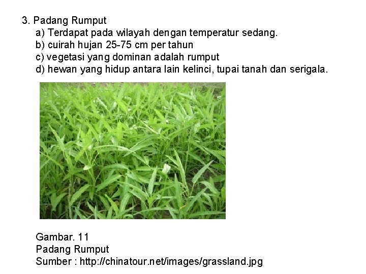 3. Padang Rumput a) Terdapat pada wilayah dengan temperatur sedang. b) cuirah hujan 25