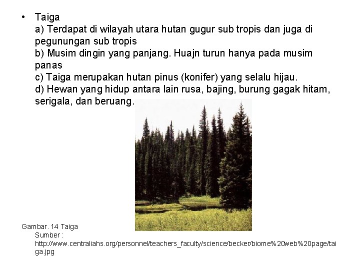  • Taiga a) Terdapat di wilayah utara hutan gugur sub tropis dan juga