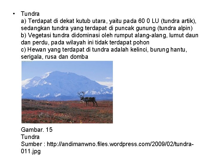  • Tundra a) Terdapat di dekat kutub utara, yaitu pada 60 0 LU