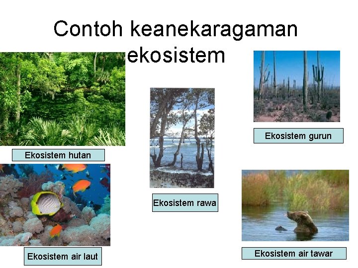 Contoh keanekaragaman ekosistem Ekosistem gurun Ekosistem hutan Ekosistem rawa Ekosistem air laut Ekosistem air