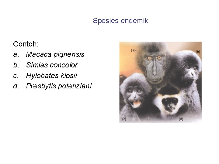 Spesies endemik Contoh: a. Macaca pignensis b. Simias concolor c. Hylobates klosii d. Presbytis