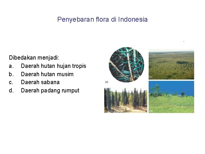 Penyebaran flora di Indonesia Dibedakan menjadi: a. Daerah hutan hujan tropis b. Daerah hutan