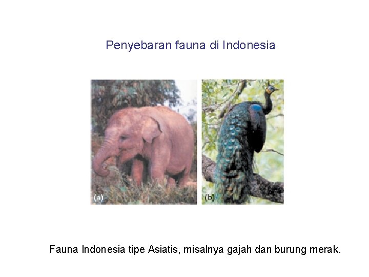 Penyebaran fauna di Indonesia Fauna Indonesia tipe Asiatis, misalnya gajah dan burung merak. 