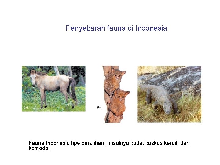 Penyebaran fauna di Indonesia Fauna Indonesia tipe peralihan, misalnya kuda, kuskus kerdil, dan komodo.