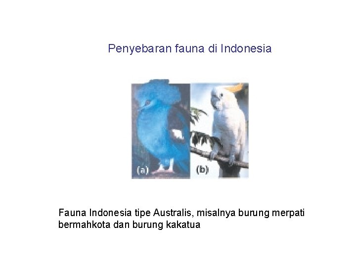 Penyebaran fauna di Indonesia Fauna Indonesia tipe Australis, misalnya burung merpati bermahkota dan burung