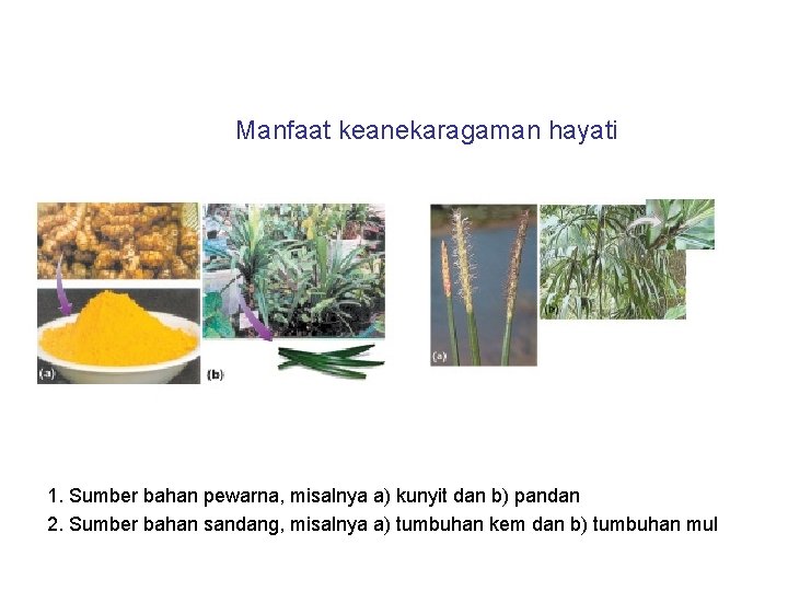 Manfaat keanekaragaman hayati 1. Sumber bahan pewarna, misalnya a) kunyit dan b) pandan 2.