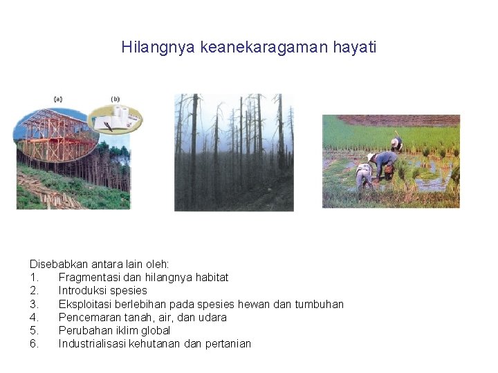 Hilangnya keanekaragaman hayati Disebabkan antara lain oleh: 1. Fragmentasi dan hilangnya habitat 2. Introduksi