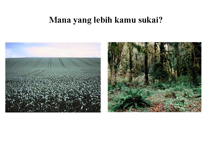 Mana yang lebih kamu sukai? 