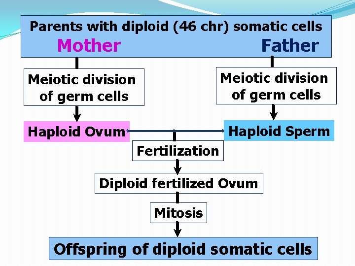 Parents with diploid (46 chr) somatic cells Mother Father Meiotic division of germ cells