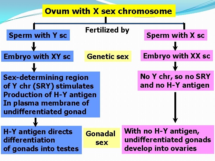Ovum with X sex chromosome Sperm with Y sc Embryo with XY sc Fertilized