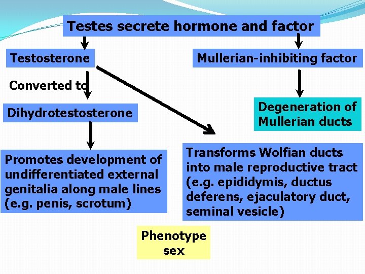 Testes secrete hormone and factor Testosterone Mullerian-inhibiting factor Converted to Degeneration of Mullerian ducts