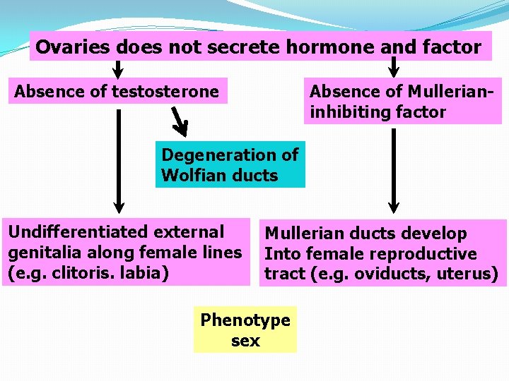Ovaries does not secrete hormone and factor Absence of testosterone Absence of Mullerianinhibiting factor