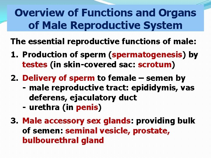 Overview of Functions and Organs of Male Reproductive System The essential reproductive functions of