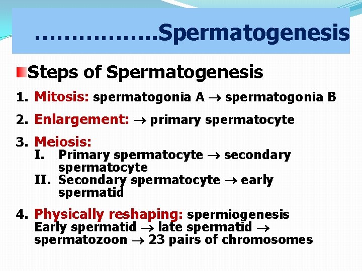 ……………. . Spermatogenesis Steps of Spermatogenesis 1. Mitosis: spermatogonia A spermatogonia B 2. Enlargement:
