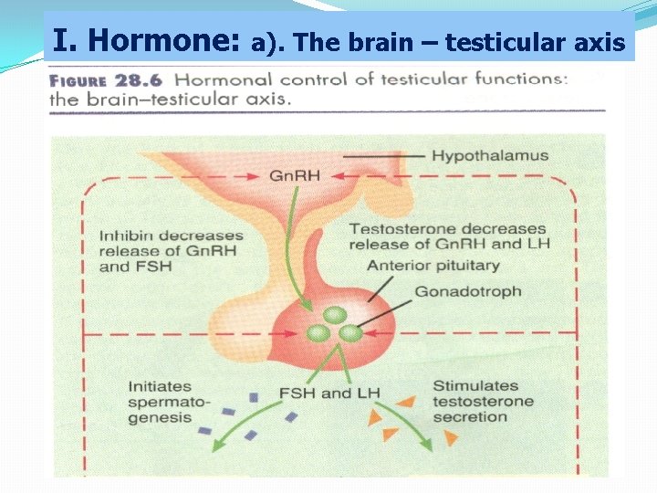 I. Hormone: a). The brain – testicular axis 