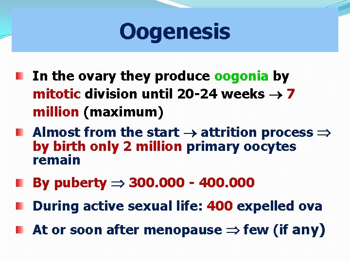 Oogenesis In the ovary they produce oogonia by mitotic division until 20 -24 weeks