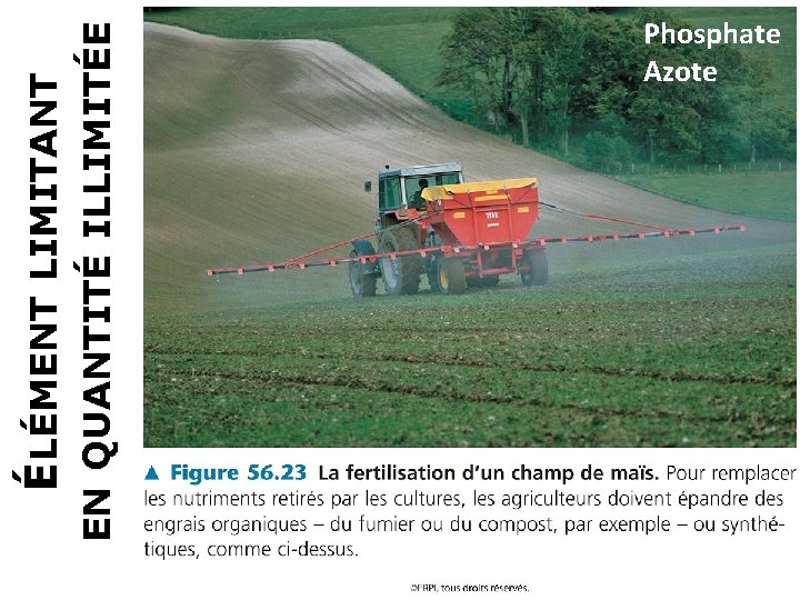 EN QUANTITÉ ILLIMITÉE ÉLÉMENT LIMITANT Phosphate Azote 