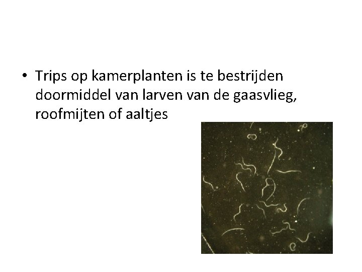  • Trips op kamerplanten is te bestrijden doormiddel van larven van de gaasvlieg,