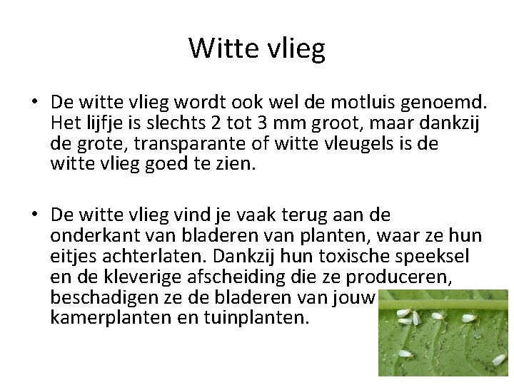 Witte vlieg • De witte vlieg wordt ook wel de motluis genoemd. Het lijfje