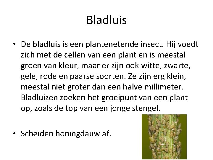 Bladluis • De bladluis is een plantenetende insect. Hij voedt zich met de cellen