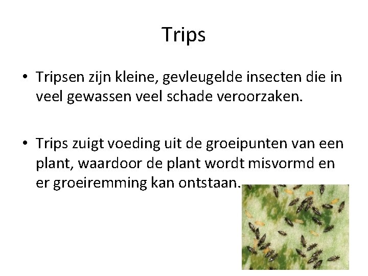 Trips • Tripsen zijn kleine, gevleugelde insecten die in veel gewassen veel schade veroorzaken.