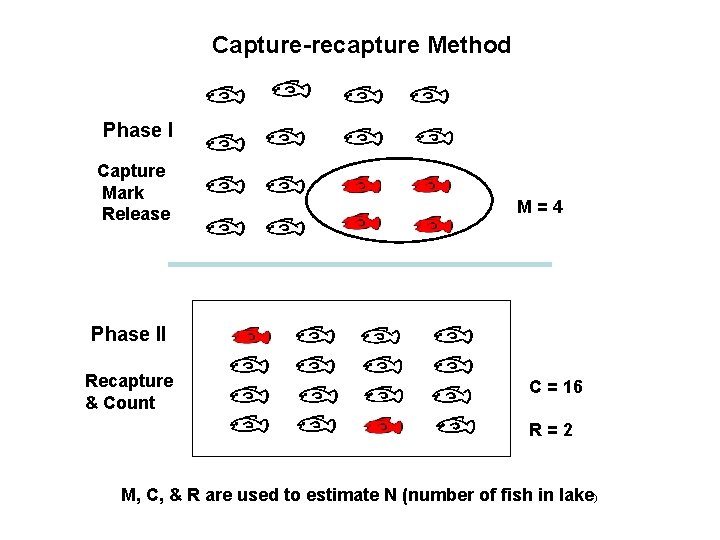 Capture-recapture Method Phase I Capture Mark Release M=4 Phase II Recapture & Count C