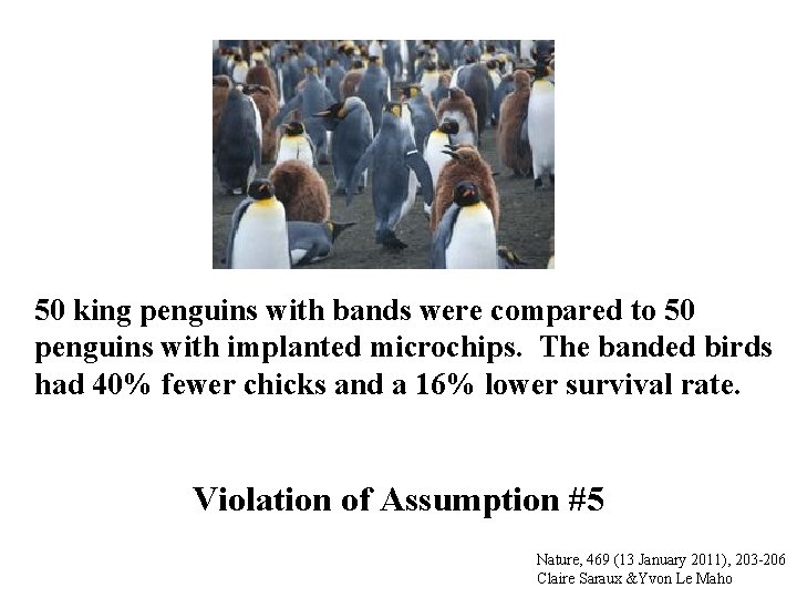 50 king penguins with bands were compared to 50 penguins with implanted microchips. The