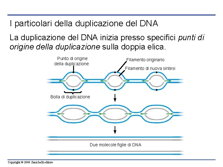 La biologia molecolare del gene Copyright 2006 Zanichelli