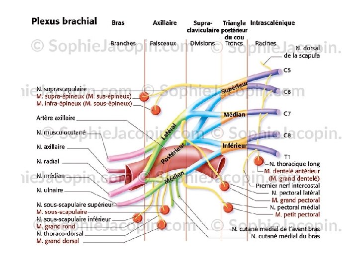 die alte deutsche milf im hohen alter gefickt