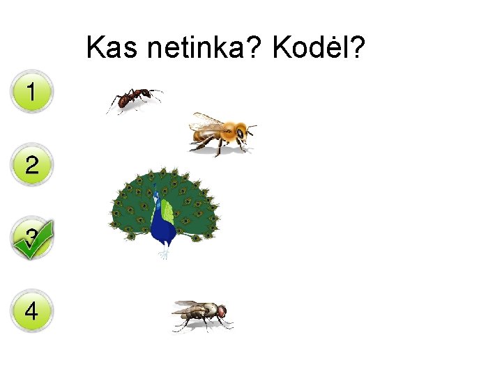 Kas netinka? Kodėl? 