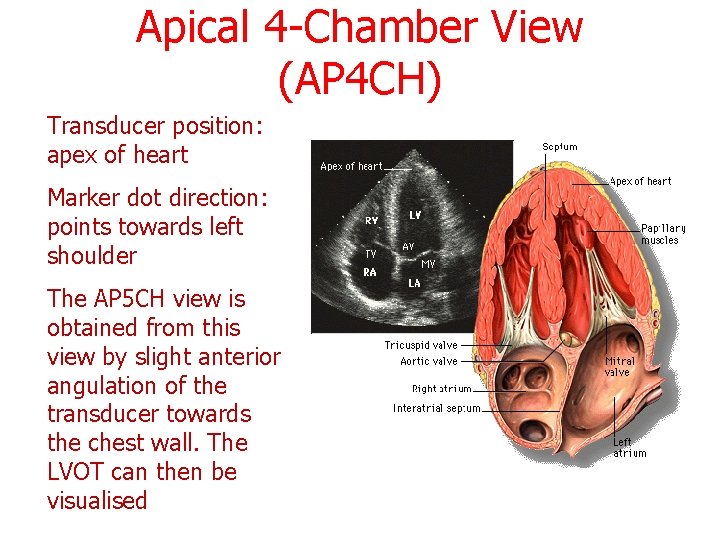 Apical 4 -Chamber View (AP 4 CH) Transducer position: apex of heart Marker dot
