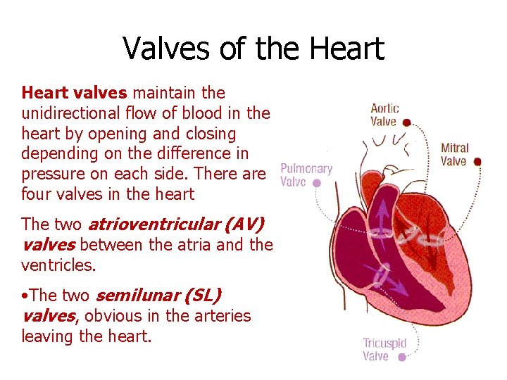 Valves of the Heart valves maintain the unidirectional flow of blood in the heart