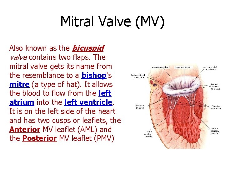 Mitral Valve (MV) Also known as the bicuspid valve contains two flaps. The mitral