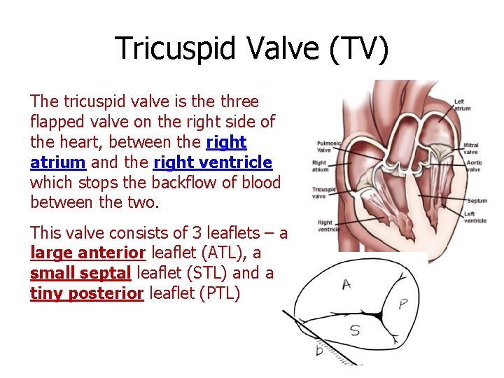 Tricuspid Valve (TV) The tricuspid valve is the three flapped valve on the right