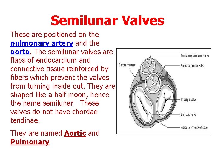 Semilunar Valves These are positioned on the pulmonary artery and the aorta. The semilunar