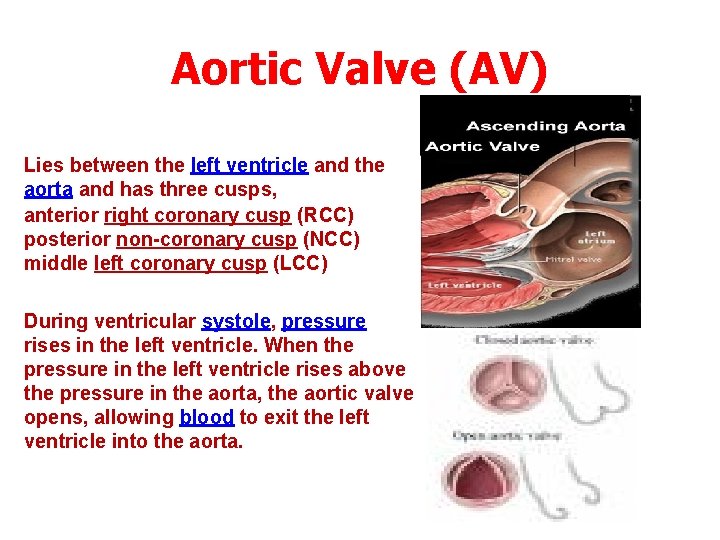 Aortic Valve (AV) Lies between the left ventricle and the aorta and has three