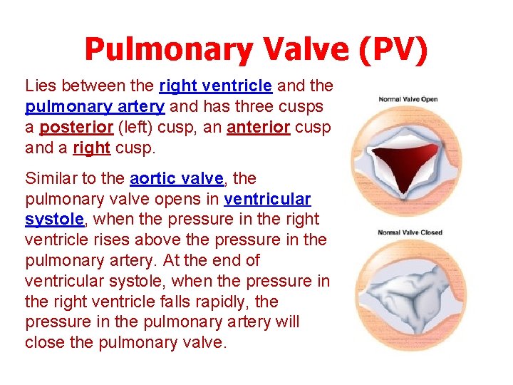 Pulmonary Valve (PV) Lies between the right ventricle and the pulmonary artery and has