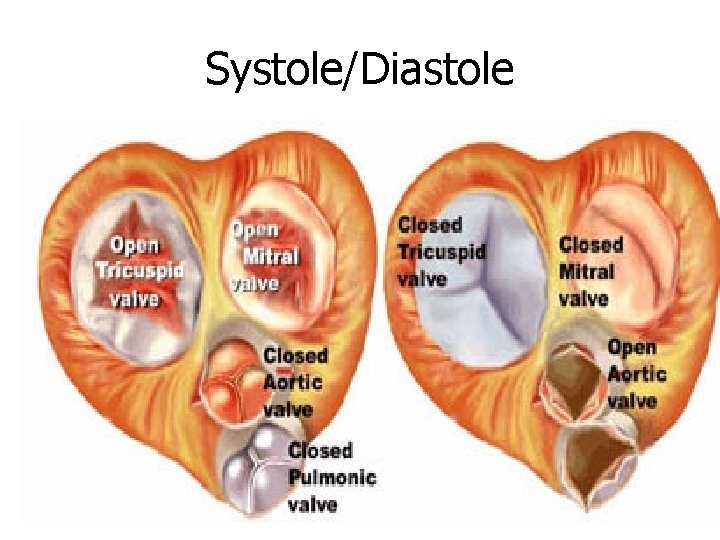 Systole/Diastole 