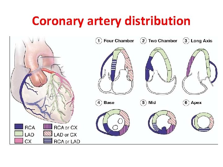 Coronary artery distribution 