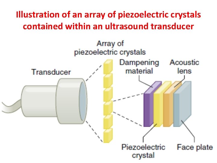 Illustration of an array of piezoelectric crystals contained within an ultrasound transducer 