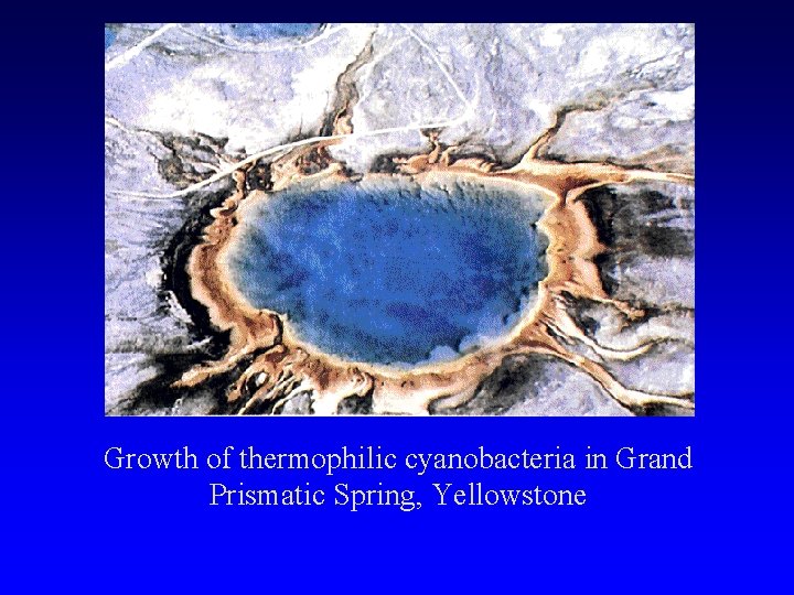 Growth of thermophilic cyanobacteria in Grand Prismatic Spring, Yellowstone 