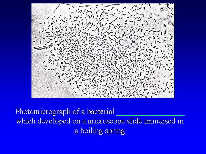 Photomicrograph of a bacterial _________ which developed on a microscope slide immersed in a